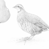 Partridge + Pear