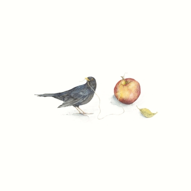Blackbird + Apple