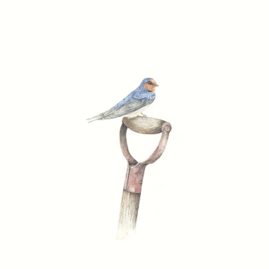 Swallow + Shovel